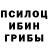 Псилоцибиновые грибы GOLDEN TEACHER Kuitaristi